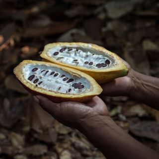 ✨🤎Proč volíme BIO ceremoniální kakao? ✨ Kakao může být jen surovina, nebo to může být ceremoniální nápoj, který si zachová...